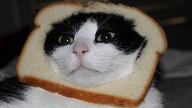 Bröd är inte bara mat, konstaterar den här katten.