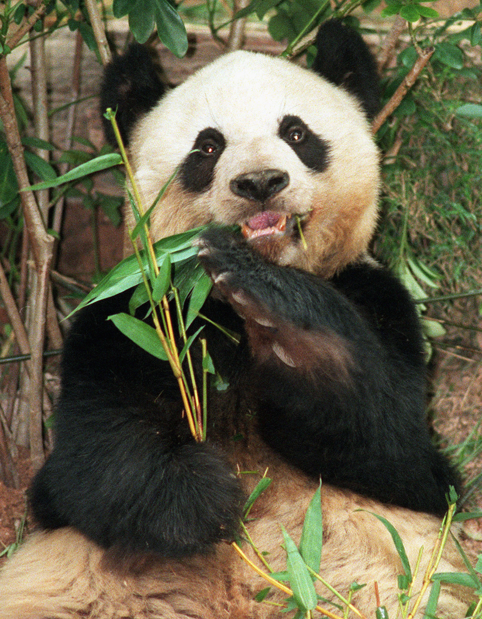 Panda, Hongkong, Guinness Rekordbok