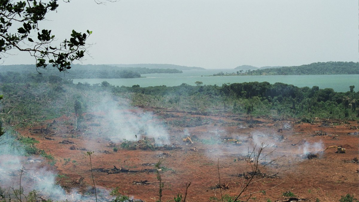 I både Indonesien och Malayisa försvinner regnskogen i takt med att oljepalmsplantagerna utökas.