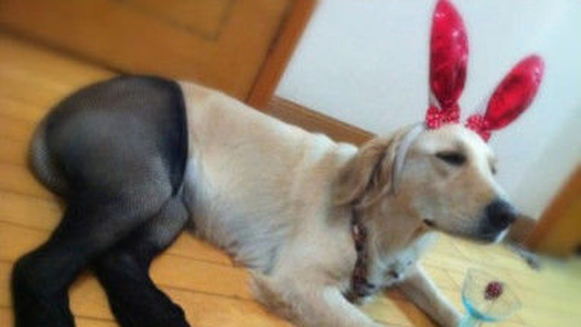 En hund som förutom strumpbyxor också fått ett drinkglas och ett par rosa kaninöron. 