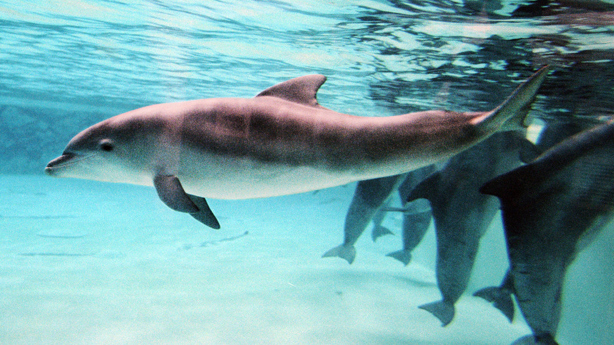 En av Kolmårdens äldsta delfiner har dött. Bilden visar några av delfinerna i Kolmårdens delfinarium. Arkivbild.