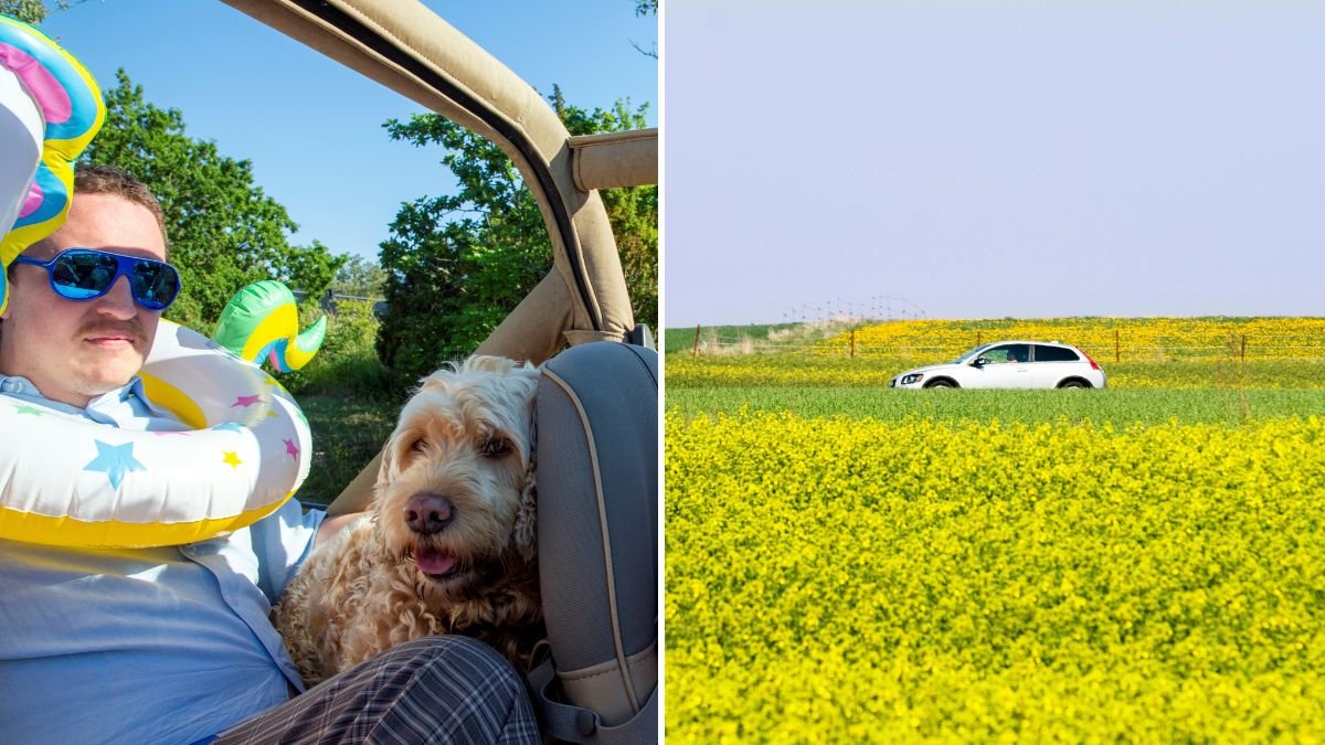 Varningen: Hundägare riskerar böter i sommar