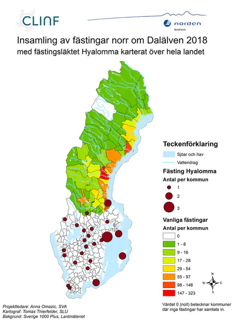 Jättefästingen Jättefästingen
