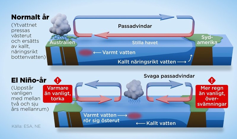 El Niño är ett väderfenomen i Stilla havet med förändringar i ytvattentemperatur och passadvindar som medför stor påverkan på fiske och jordbruk.