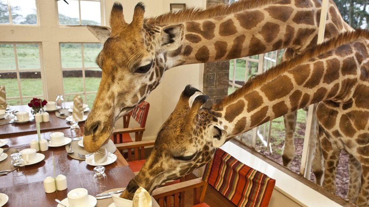 På Giraffe Manor i Kenya har man de här gynnarna som grannar.