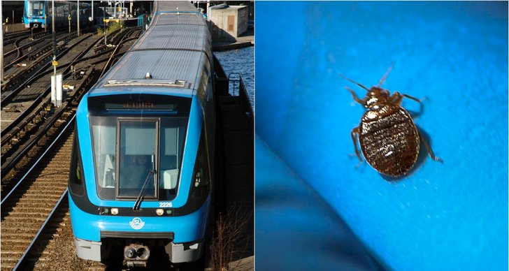 tunnelbana, Sverige, Stockholm, Vägglöss