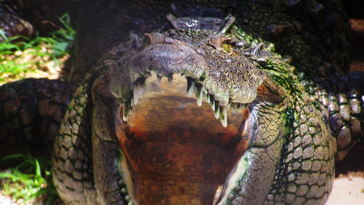 En hungrig krokodil, förmodar vi. Dock inte krokodilen som attackerade Yoann Galeran.