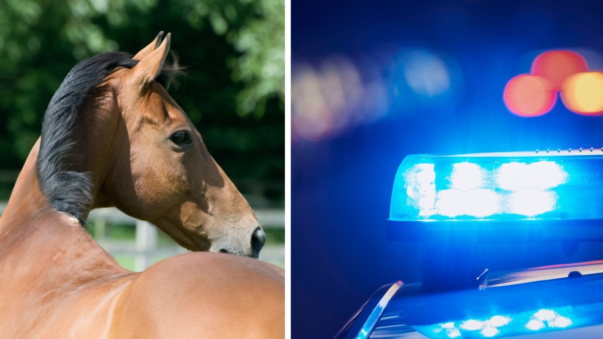 Häst krockade med bil – dog i samband med olyckan
