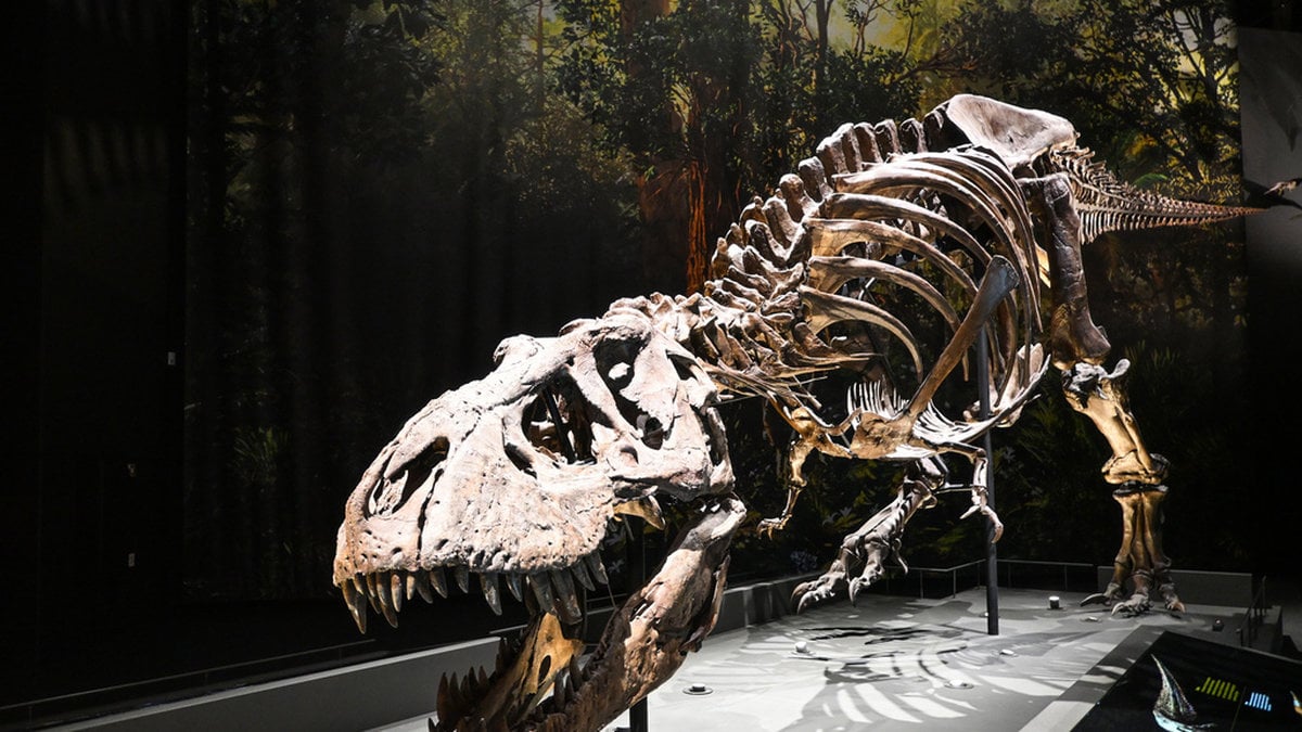 Världens första T-rex-väska säljs – väntas gå för miljoner