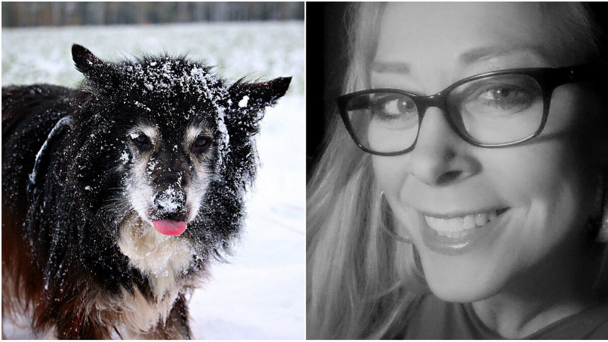 Det var i onsdags som Katarina Larsson kom ut från en butik i Skövde och fick syn på en frusen hund. Hunden på bilden är dock en annan.