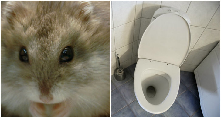 Toalett, Östermalm, Stockholm, Råttor