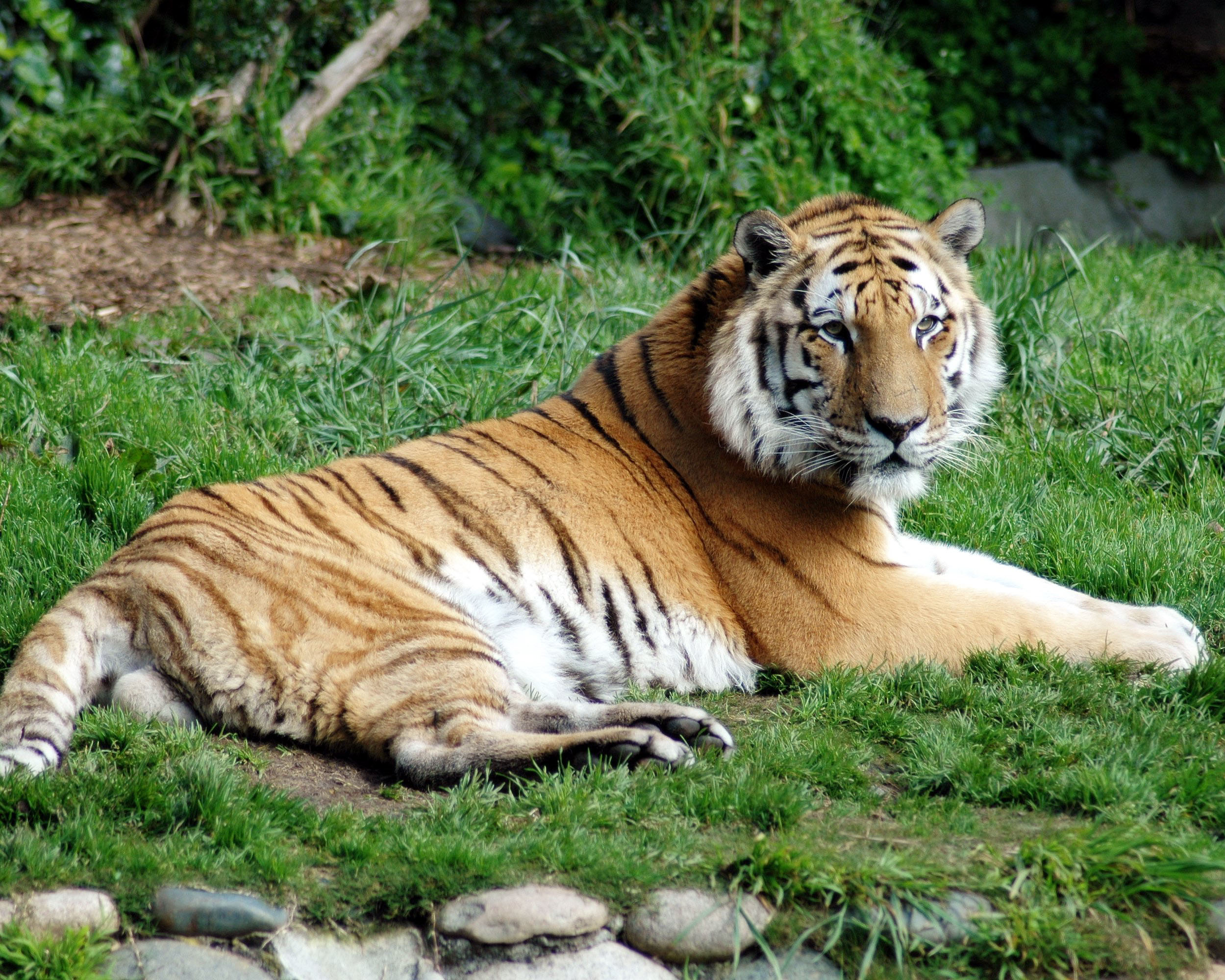 Sibirisk tiger, Utrotningshotad, Tiger, Sjukdom