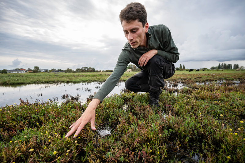 Staffan Nilsson, aktiv i Lunds Botaniska Förening, fotograferad vid den gula kotulan som växer på strandängarna i Bunkeflostrand söder om Malmö.