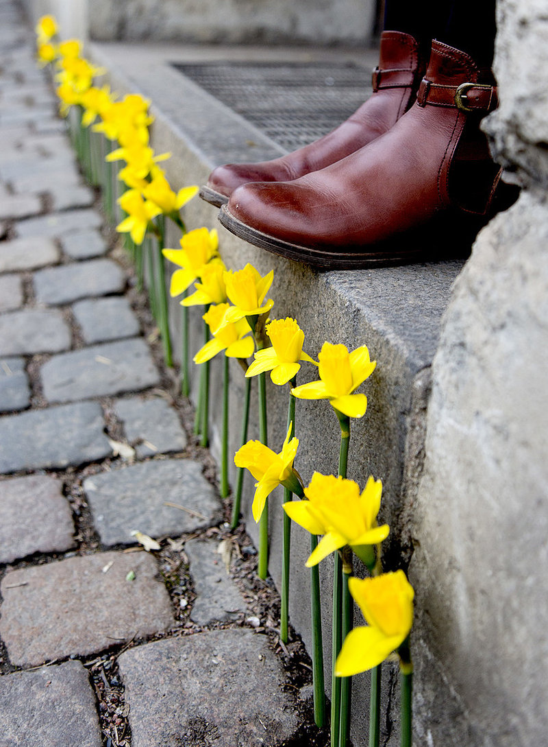 Påskblommor Påskblommor