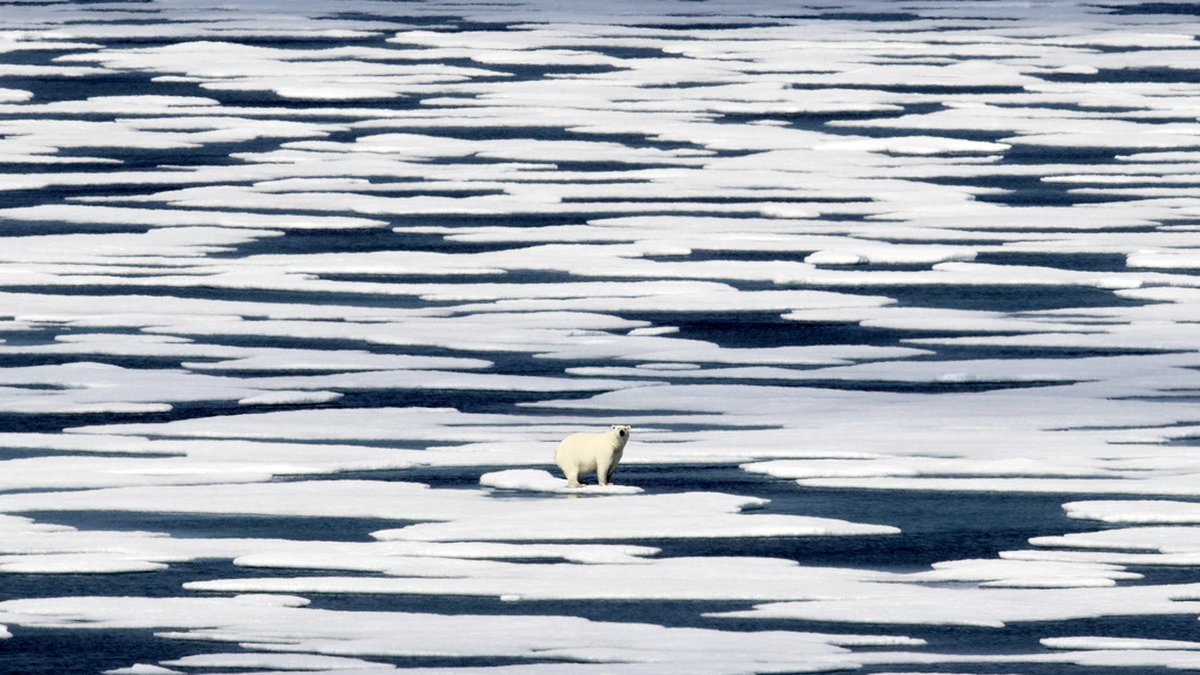 En isbjörn på ett isblock i Franklinsundet, Kanada. Arkivbild.
