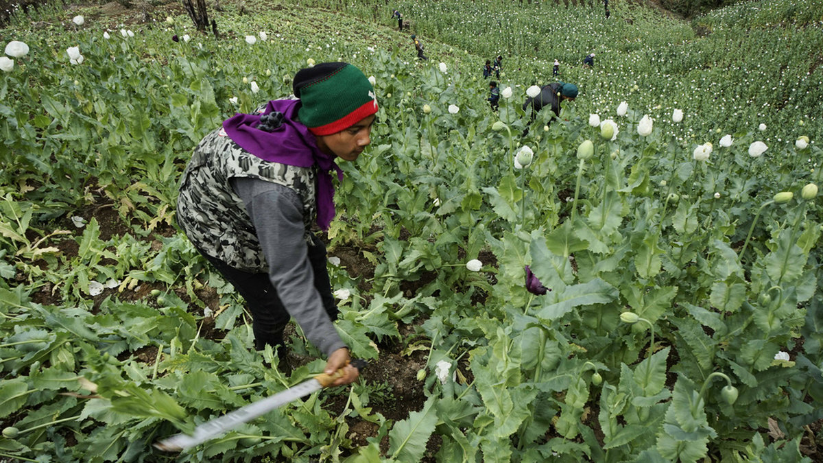 En medlem i organisationen Pat Jasan, som kämpar för att få bukt med Myanmars narkotikaproduktion, förstör opiumvallmo i den nordliga delstaten Kachin 2016.