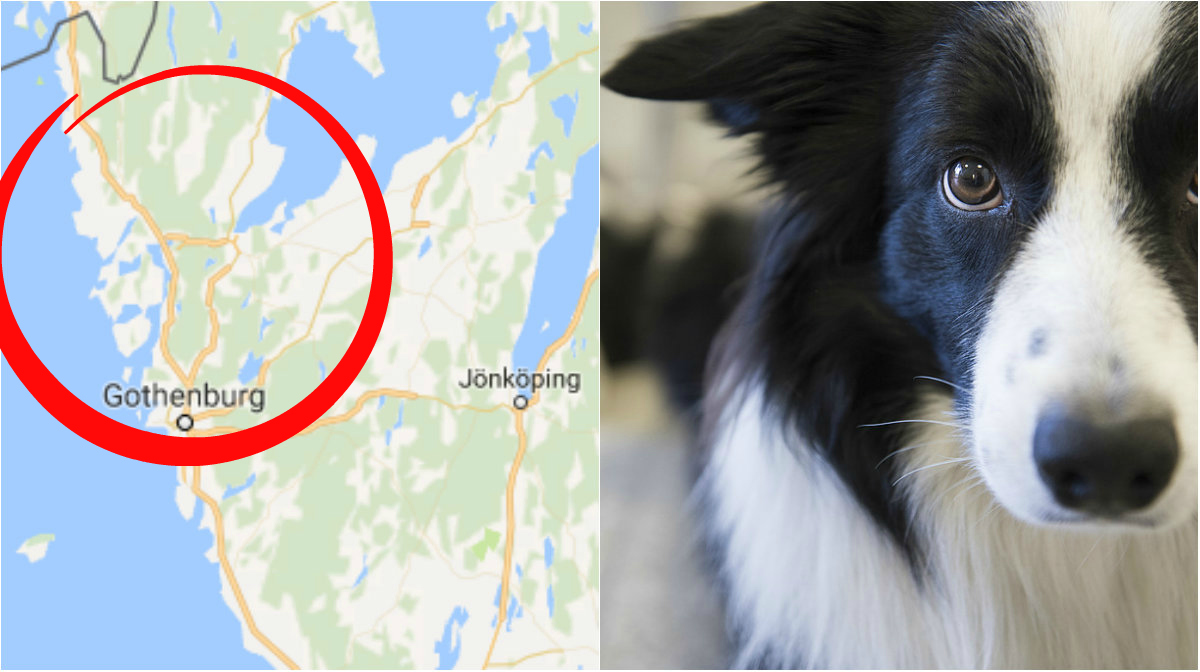 15 hundar lämnades helt ensamma i villa – i ett helt år