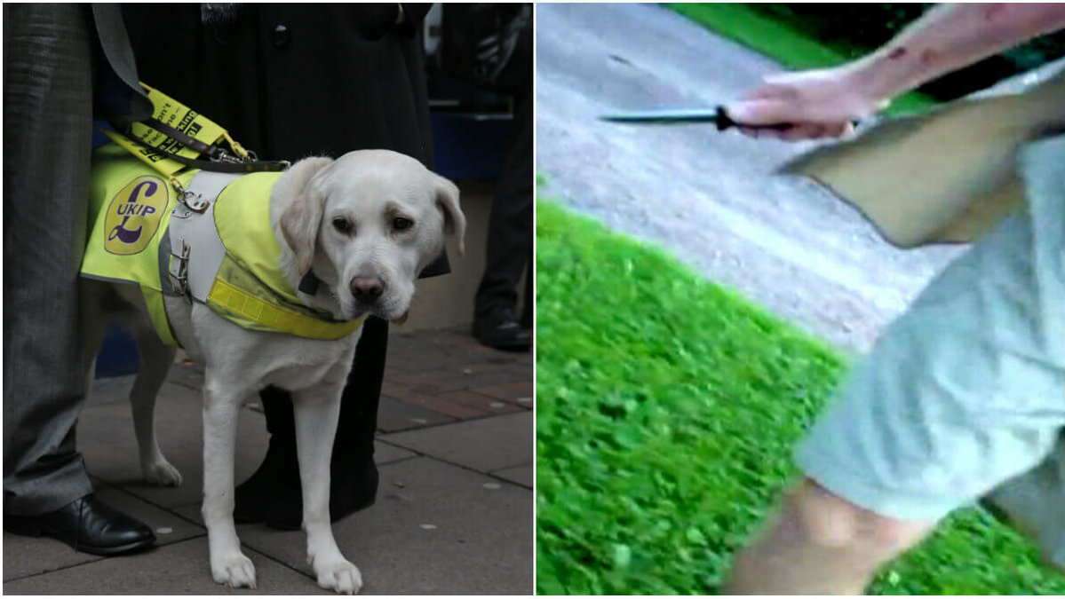 Det var i en park i London som den fruktansvärda attacken skedde. OBS. Hunden samt kniven på bilden har inget med artikeln att göra.