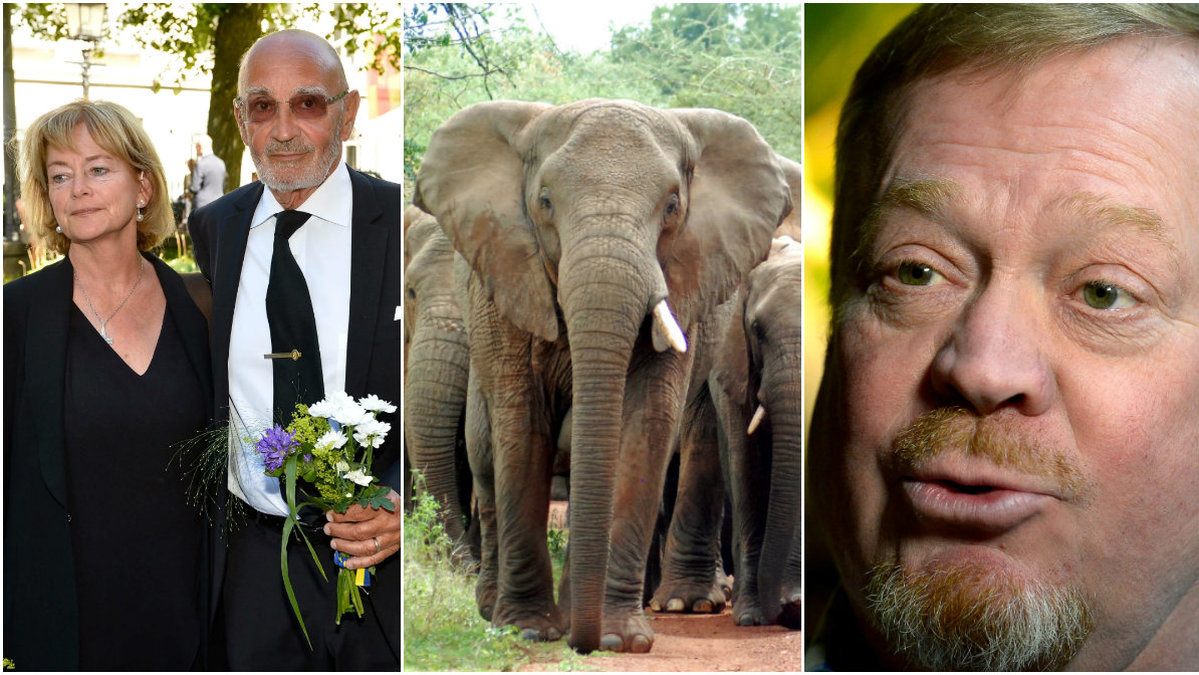 Paret Adelsohn och Skansen-Jonas har blivit jagade av en ilsken elefantflock.