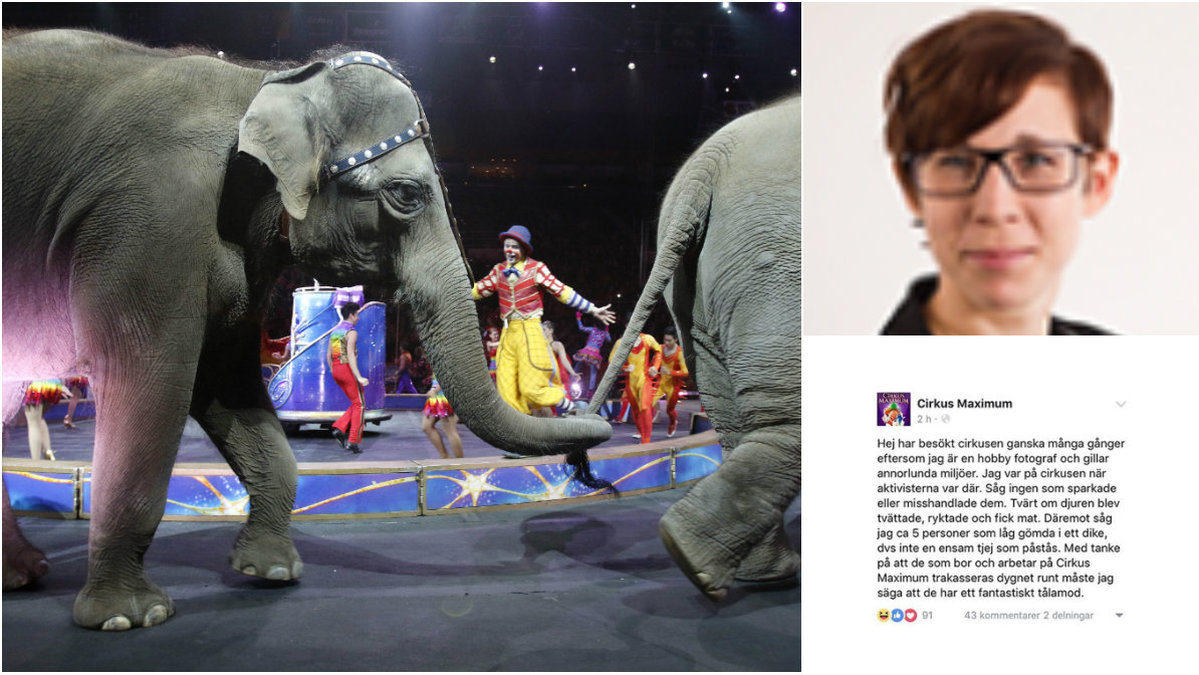 Djurens Rätt skriver om Cirkus Maximums tabbe på Facebook 