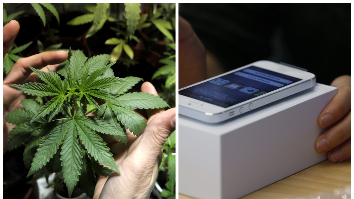 Växer som ogräs – nu väljer investerare Cannabis framför smarta telefoner. 