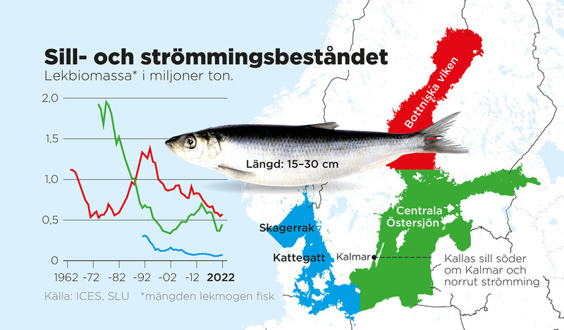 Så har bestånden av sill och strömming utvecklats. Mängden lekmogen fisk anges i miljoner ton.