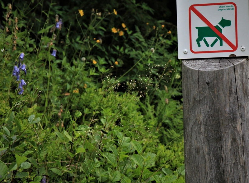 En skylt i ett belgiskt naturreservat. Forskarna framhåller att hundförbud kan vara en tanke i områden med känslig miljö.