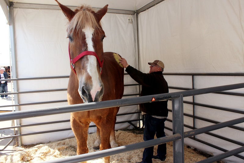 Jerry Gilbert med sin häst Big Jake, som var världens största häst. Foto: Carrie Antlfinger/TT Jerry Gilbert med sin häst Big Jake, som var världens största häst. Foto: Carrie Antlfinger/TT