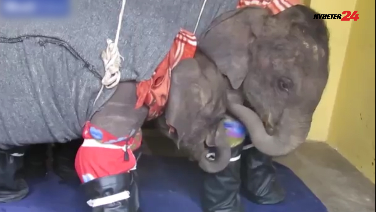 Elefant, Pyjamas