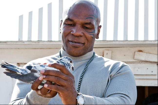 Mike Tyson twittrade att han varit hos doktorn för att ta bort sin karaktäristiska tatuering från ansiktet. Men det stämde inte alltså. Mike Tyson twittrade att han varit hos doktorn för att ta bort sin karaktäristiska tatuering från ansiktet. Men det stämde inte alltså.