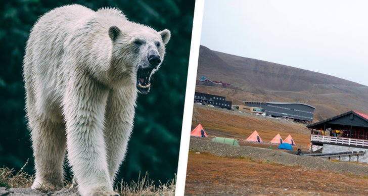Isbjörn, Svalbard, Norge