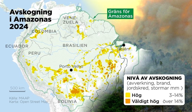 Områden med hög och väldigt hög nivå av avskogning i Amazonas 2024.