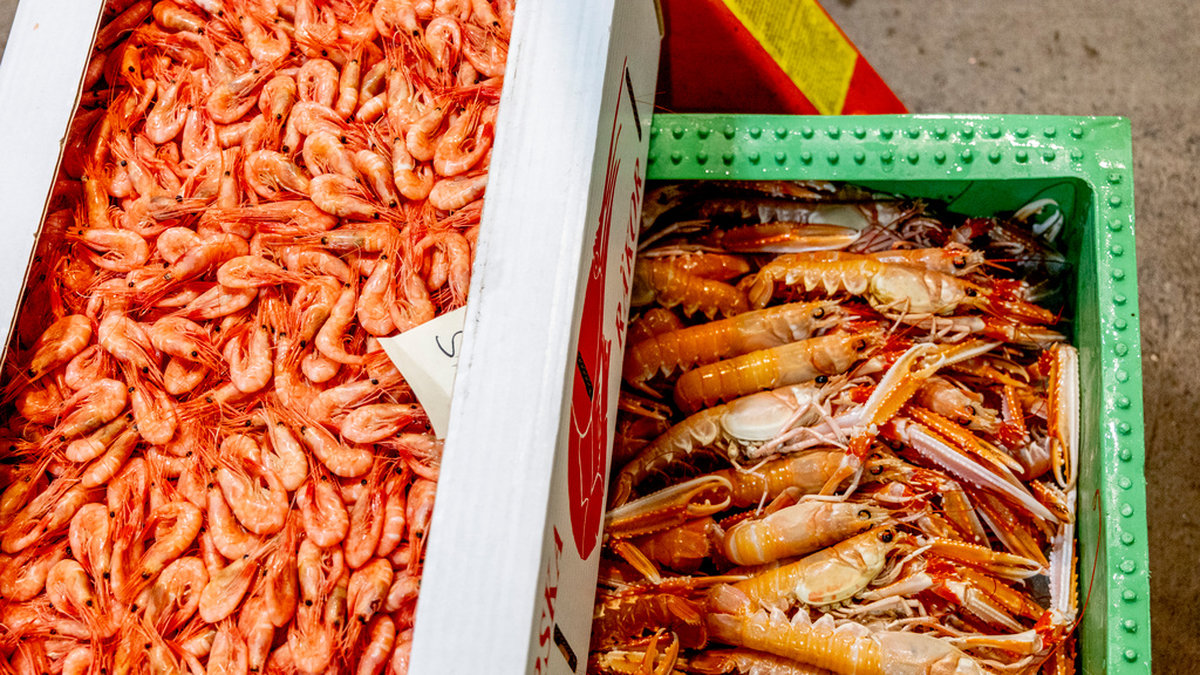 ​Räkbrist efter stormen – priset väntas stiga