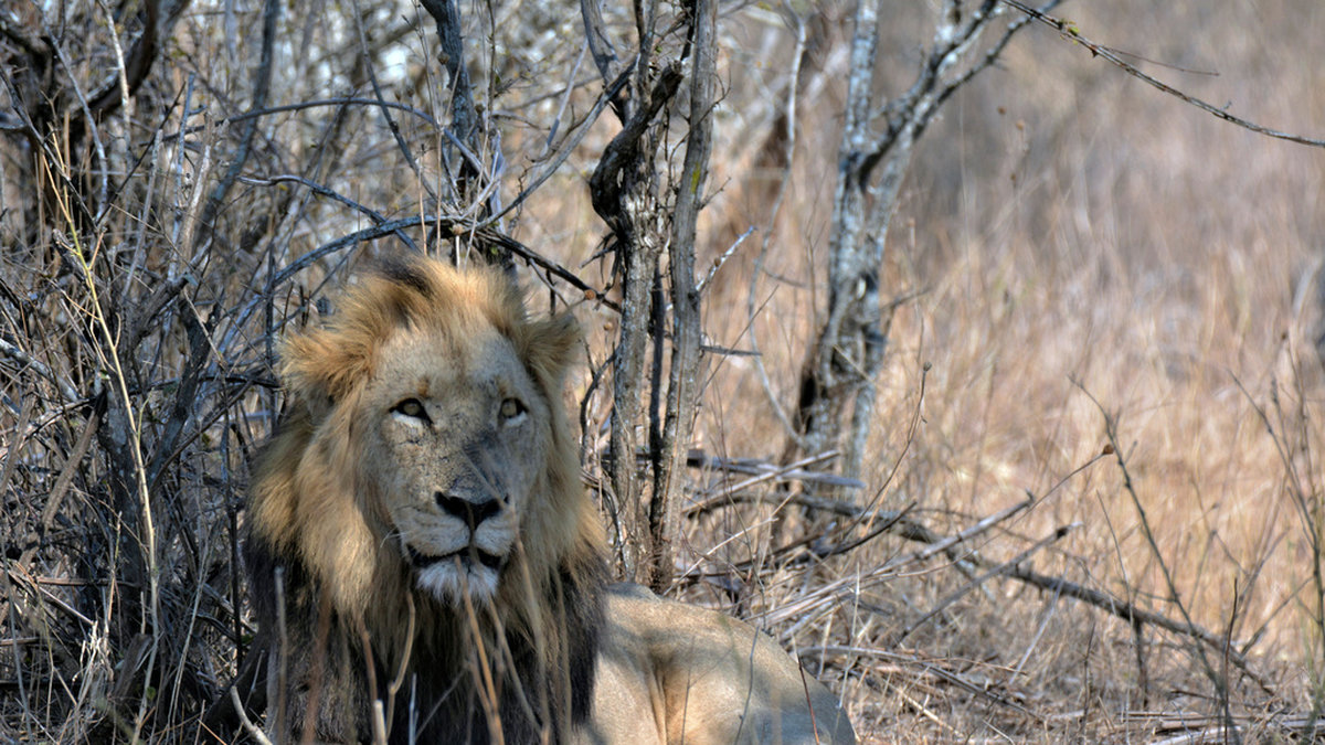 Den sydafrikanska regeringen meddelade planerna om att stoppa uppfödningen av lejon för jakt redan 2021. Arkivbild.