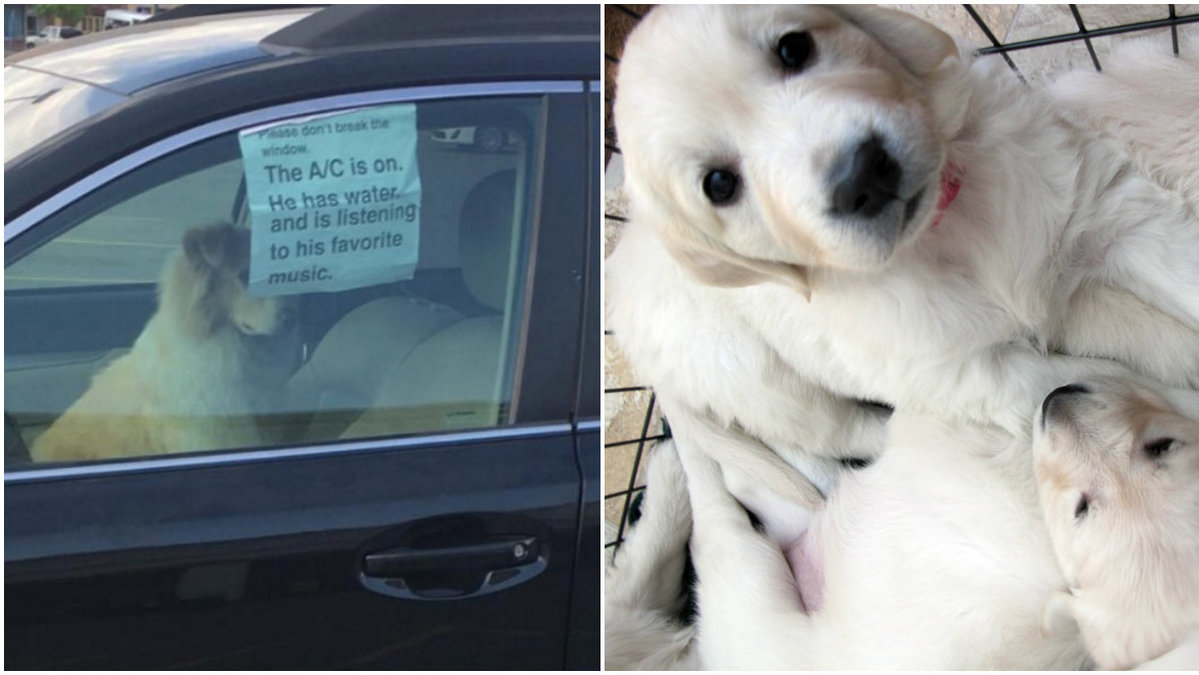 En hund lämnades i bilen (genrebild till höger).