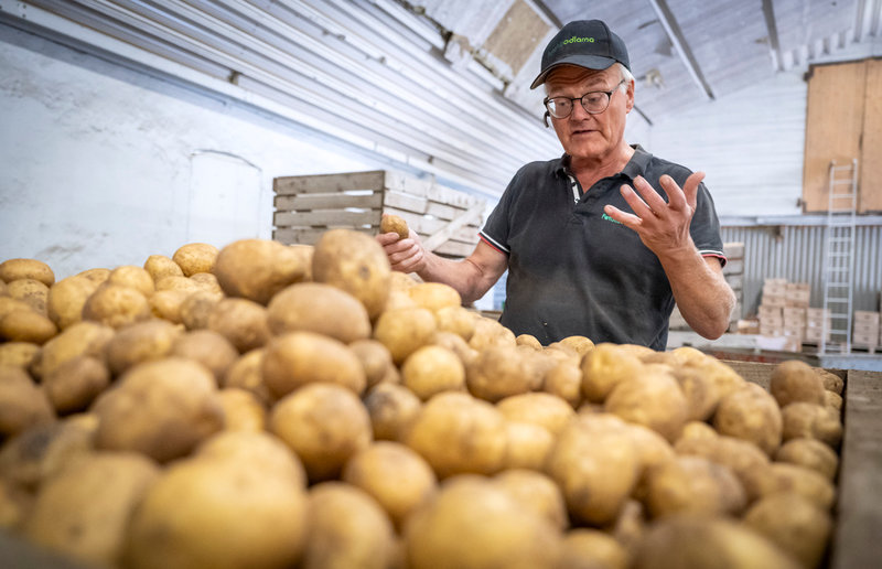 Lådor med potatis hos odlaren Anders Andersson på Hörtegården.