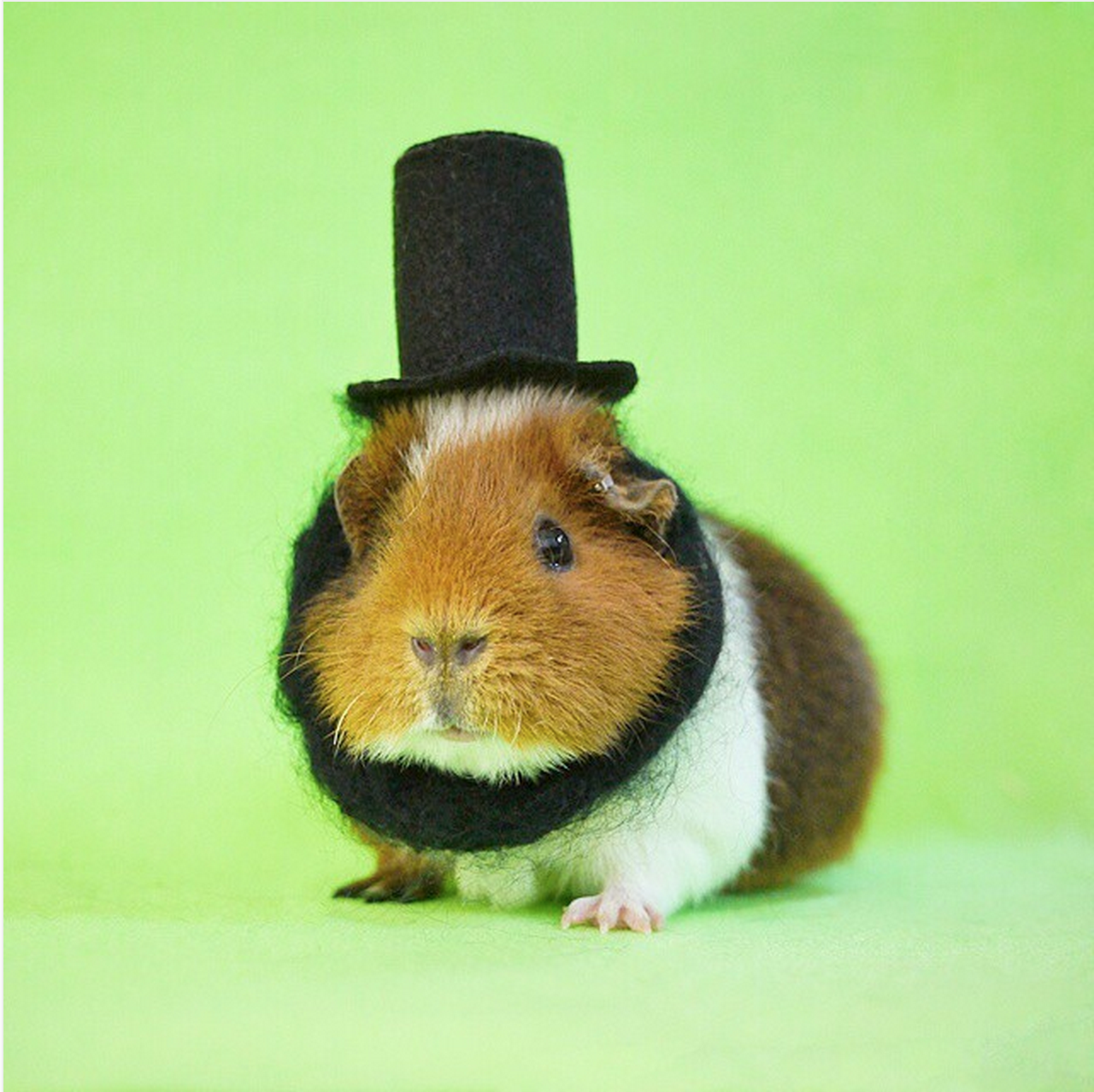 Fuzzberta utklädd till den amerikanska presidenten Abraham Lincoln. Fuzzberta utklädd till den amerikanska presidenten Abraham Lincoln.