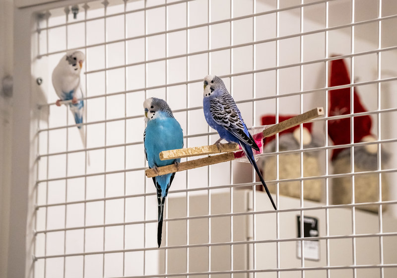 Undulater. Foto: Ole Berg-Rusten/NTB/TT