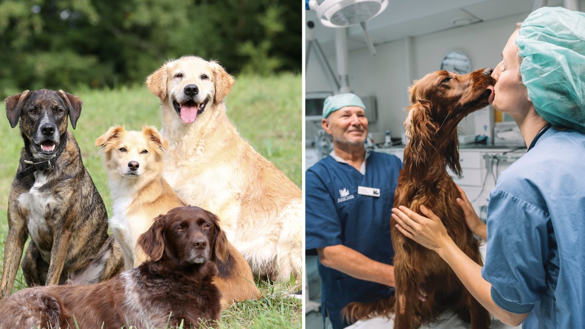 Missa inte detta före veterinärbesöket – kan kosta tusenlappar