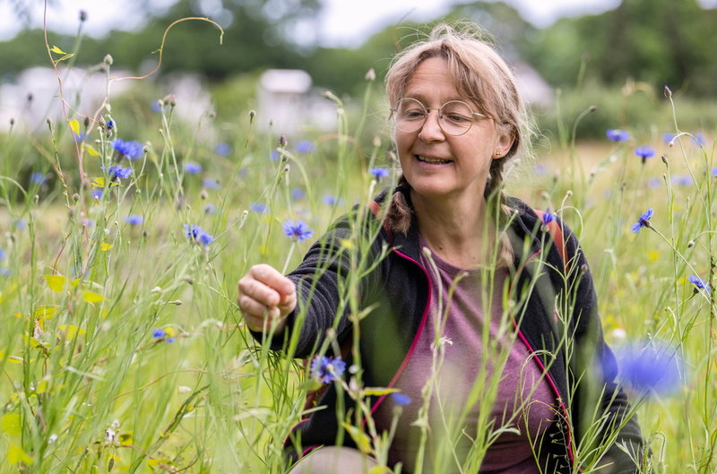 Lotta Fabricius Kristiansen, forskningsassistent hos SLU Råd Nu, bland blåklinten i nyttodjurparken på Kiviks Musteri.