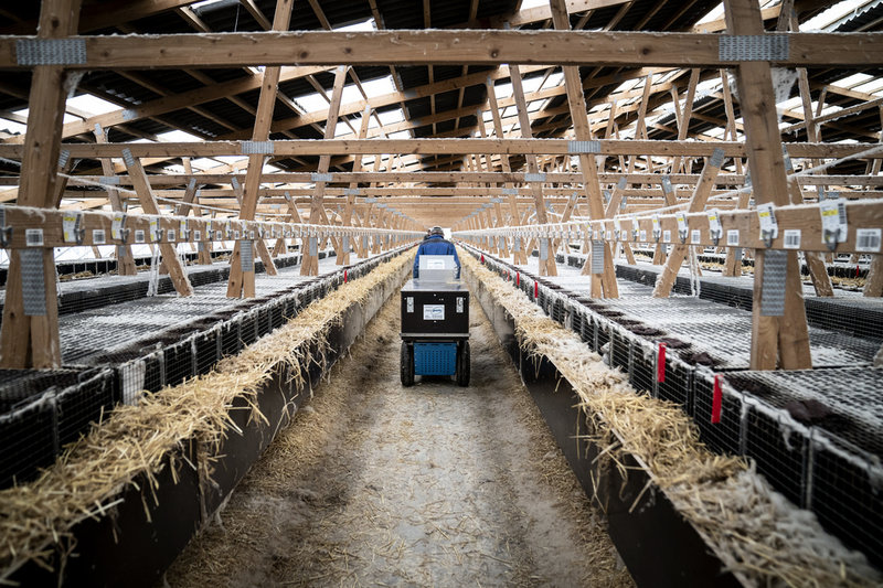 Två dagar efter att statsministern Mette Frederiksen (S) den 4 november 2020 meddelat beslutet att landets över 15 miljoner minkar skulle avlivas såg det ut såhär på Ann-Mona Kulsø Larsens gård.