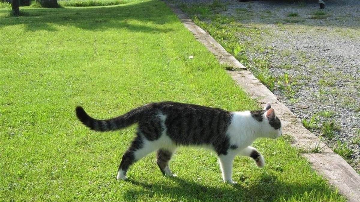 Katten Findus sköts till döds. "Världens snällaste katt", säger ägaren