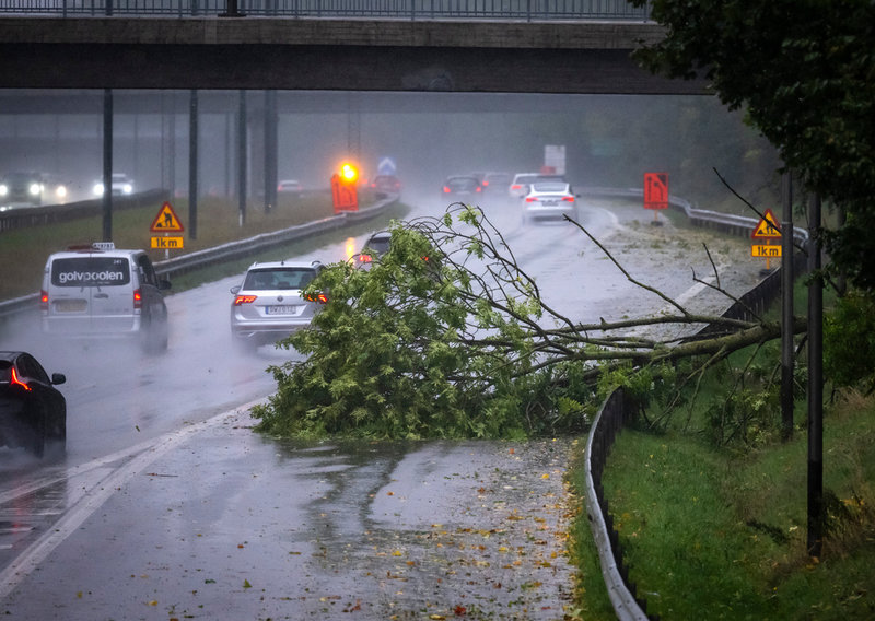 Träd över Inre ringvägen i Malmö.