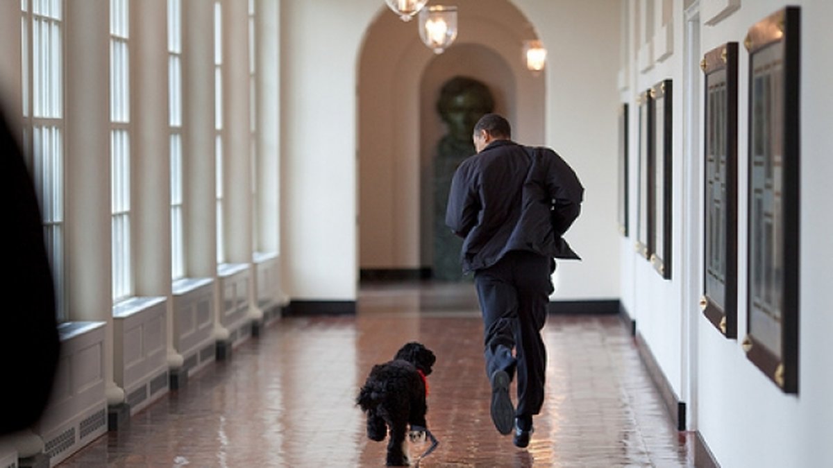 Hunden Bo och Obama tar en tävling.