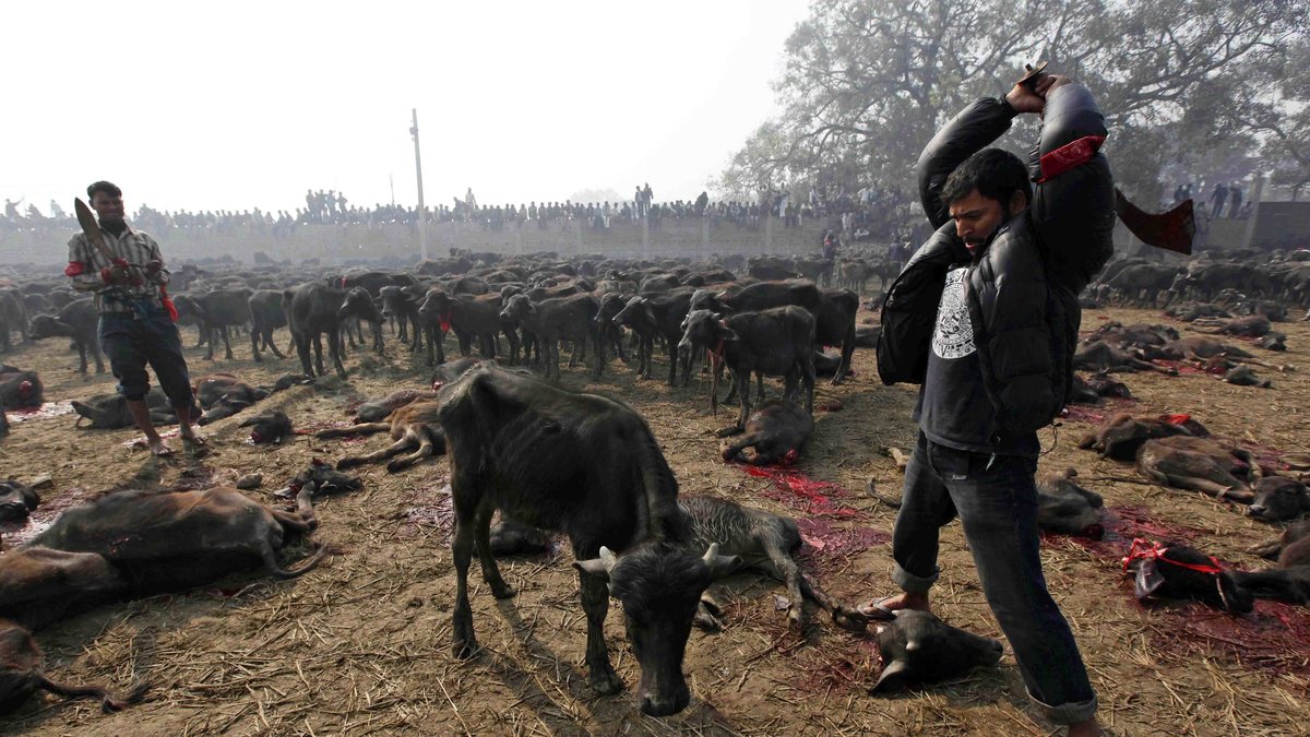 2009 ska en halv miljon djur ha slaktats. 