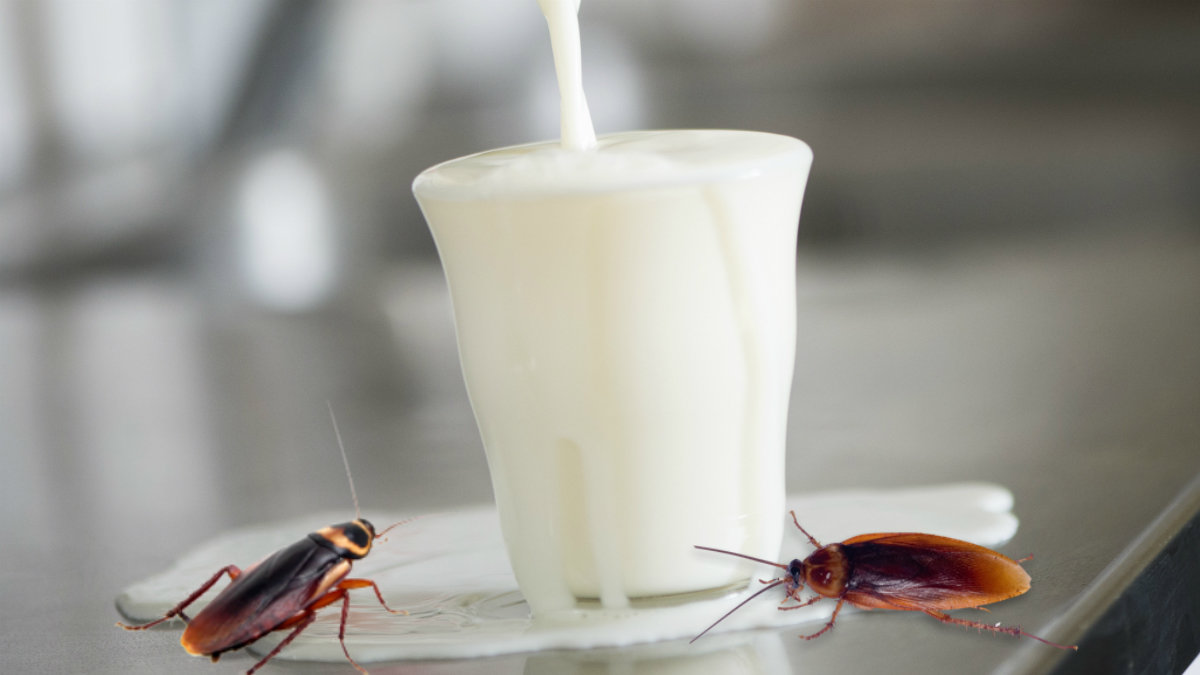 Den mjölkliknande substansen från kackerlackan är värsta supermaten.