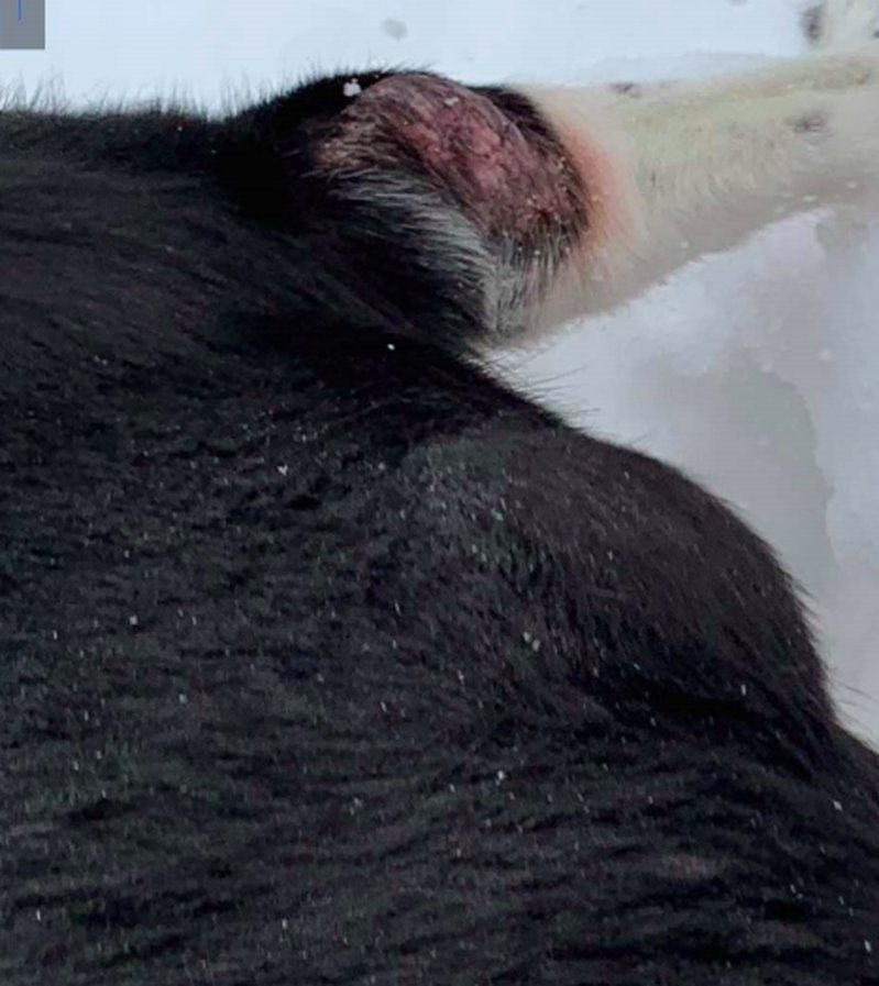 Överviktig hund Överviktig hund