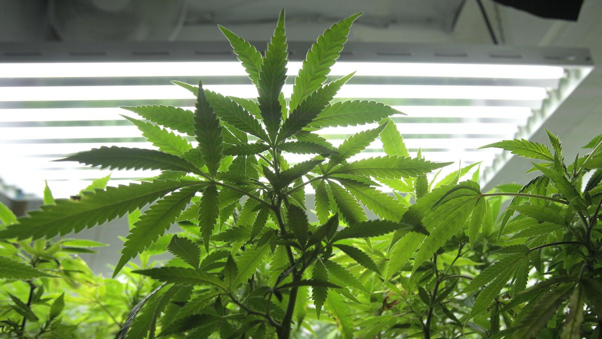 Expertgruppen menar att cannabisodling för eget bruk bör avkriminaliseras.