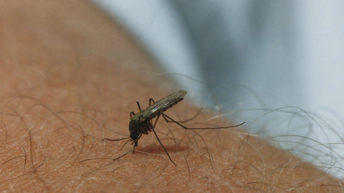 Men egentligen letade forskarna efter ett sätt att bekämpa malaria.