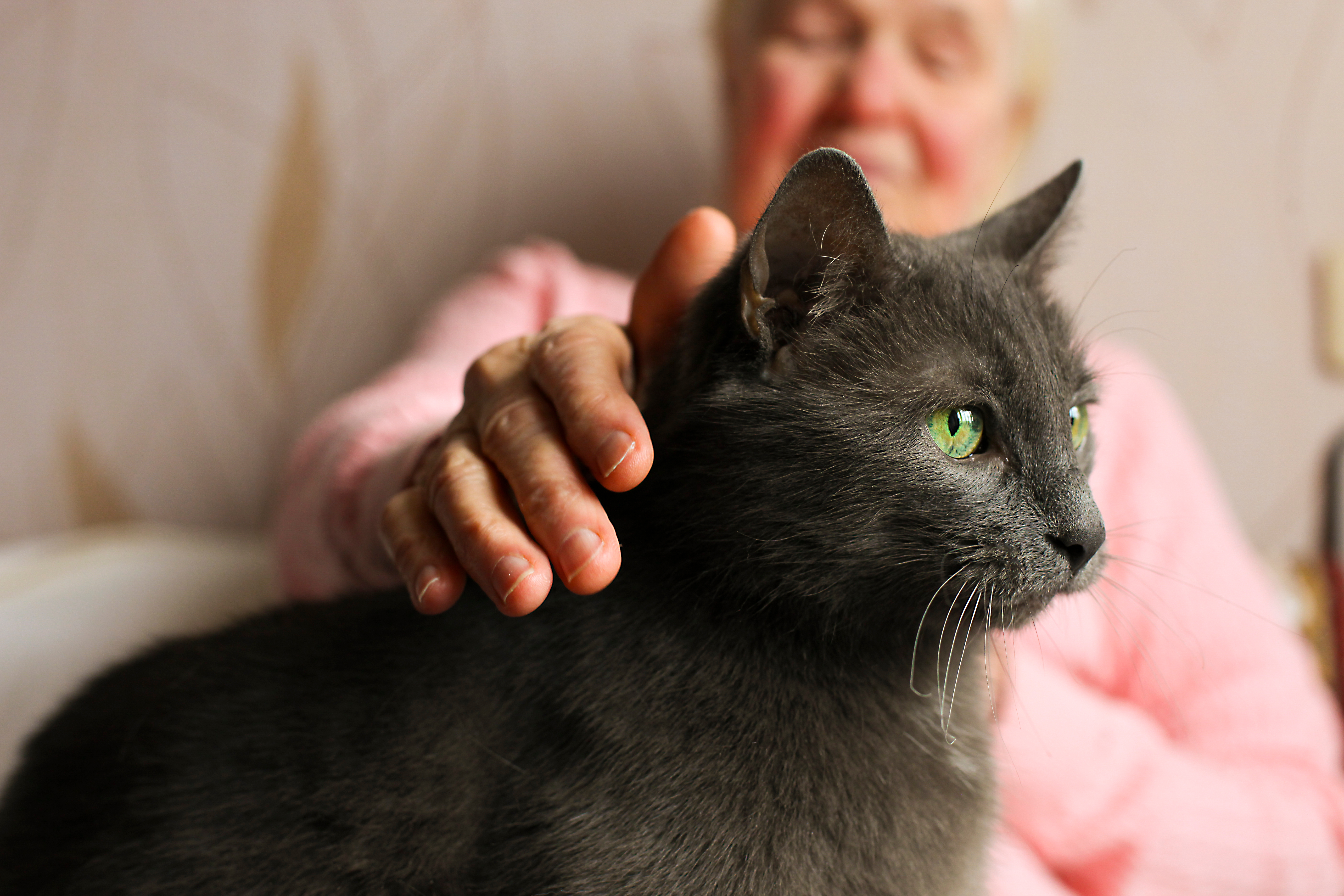 Gammal kvinna och katt Gammal kvinna och katt